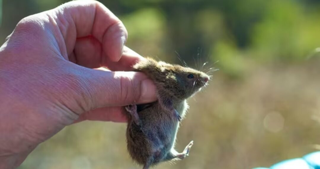 Alaskapox, a rare virus causing mild illnesses.