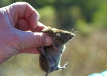 Alaskapox, a rare virus causing mild illnesses.