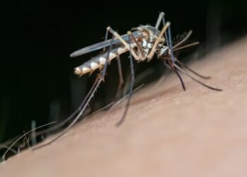 West Nile fever is spreading rapidly in Kerela