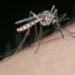 West Nile fever is spreading rapidly in Kerela