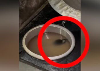 Shocking! Rats found in meal at IIT Roorkee mess; Students stage protest