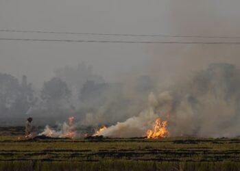 Punjab sees season-record 1,251 farm fire incidents as Delhi continues to choke