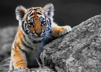 Tripura MLA celebrates birthday by adopting a Royal Bengal Tiger