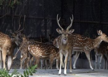 Special! Delhi Zoo’s plan to protect animals from pollution and winter