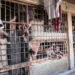 The Brutality of Assad’s Prisons: A Dark Parallel to Hitler’s Concentration Camps