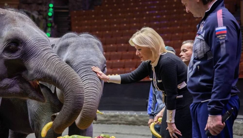 Myanmar’s Military Junta Gifts Six Elephants to Russia, One of Its Few Allies