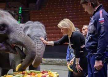 Myanmar’s Military Junta Gifts Six Elephants to Russia, One of Its Few Allies