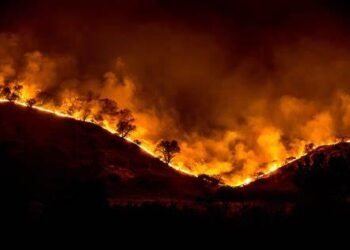 Global Wildfires: Billions Lost, Millions Displaced, Forests Ravaged