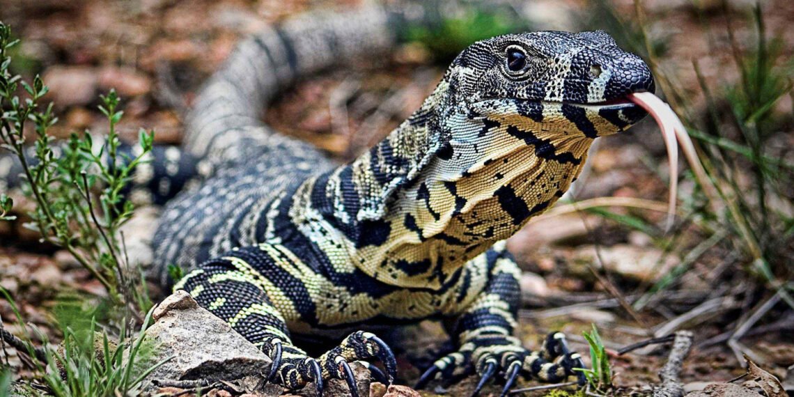 Opinion: Manipur Burns, and the Five-Paise Trolls Fan the Flames