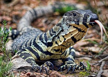 Opinion: Manipur Burns, and the Five-Paise Trolls Fan the Flames