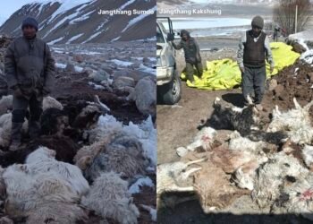 Deadly Snowstorm Kills Livestock, Cripples Ladakh Nomads