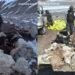 Deadly Snowstorm Kills Livestock, Cripples Ladakh Nomads