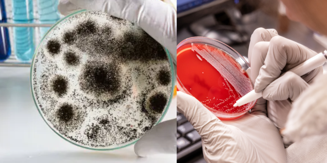 A Fungi That Can Eat Humans? Sparking A New Pandemic!