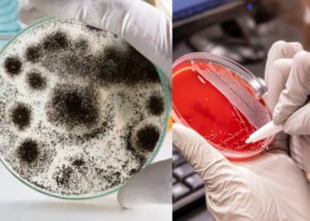 A Fungi That Can Eat Humans? Sparking A New Pandemic!