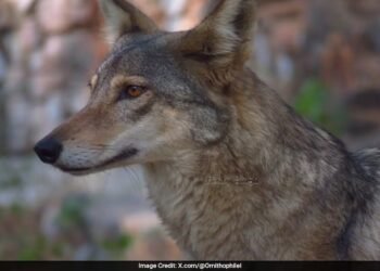 Rare Sight! Indian Grey Wolf Spotted In Delhi Near Yamuna