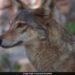 Rare Sight! Indian Grey Wolf Spotted In Delhi Near Yamuna