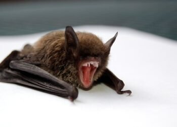 Why the Brain-Inflaming Bat Viruses discovered in China raise concerns?