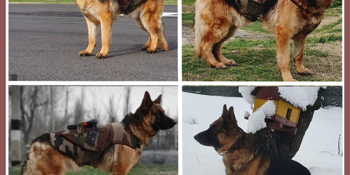 Farewell, Bajaj: Chinar Corps Grieves the Loss of a Loyal Canine Hero Who Guarded the Kashmir Valley