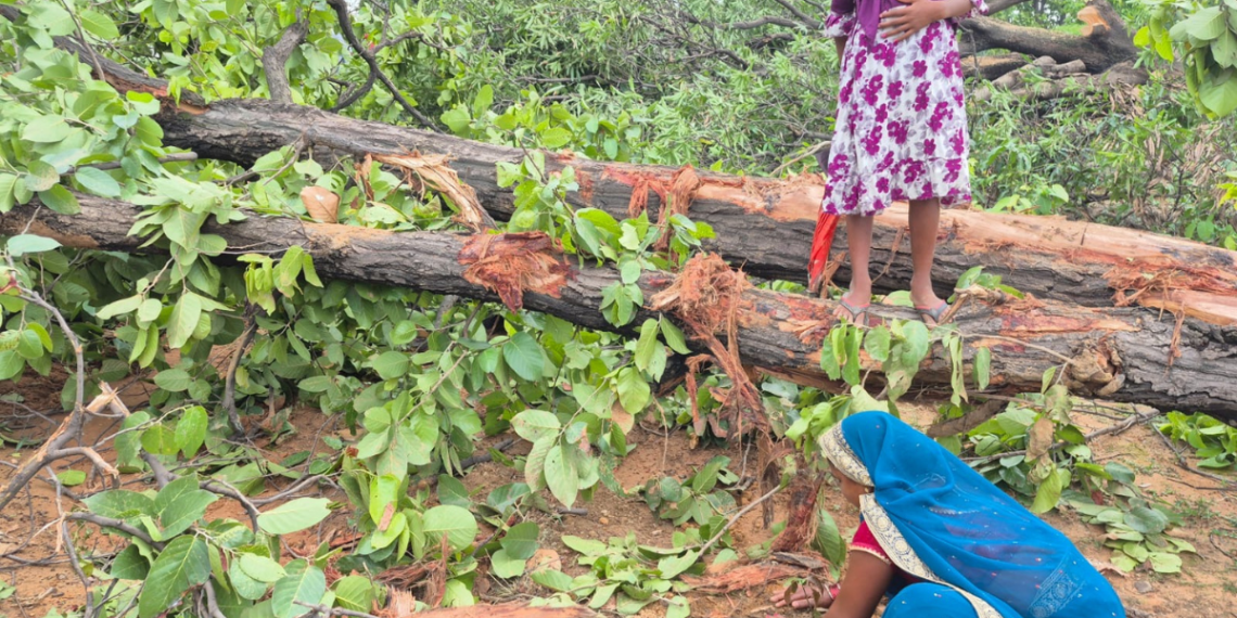 Rajgarh tree felling