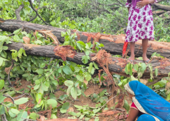 Rajgarh tree felling