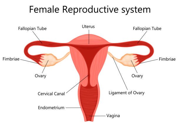 Female Hormones