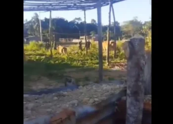 Manipur HC Warns NIA Over Delay in Jiribam Killings Probe