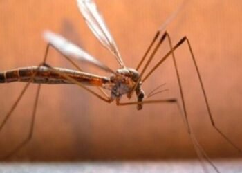  Delhi Reports 135 Malaria Cases; Highest In Last 5 Years