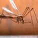 Delhi Reports 135 Malaria Cases; Highest In Last 5 Years