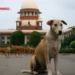 Supreme Court-Stray Dogs
