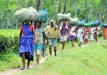 Assam Tribal land