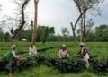 Assam Tea Workers