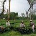 Assam Tea Workers