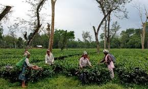 Assam Tea Workers
