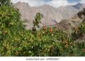 Ladakh apricot