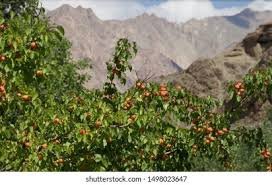 Ladakh apricot