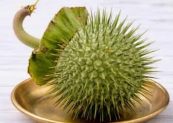 Datura