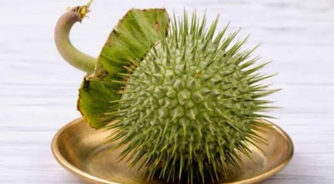 Datura