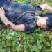 Manipur: Kuki-Zo Killings Trigger Demand for NIA Probe Amid Shutdown Threat